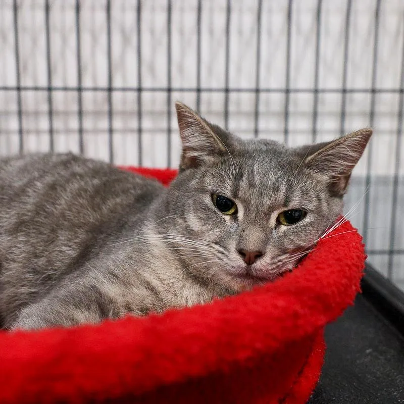 A young medium-sized female Gray / Blue / Silver Domestic Short Hair cat named Raspy for adoption in Bradenton, FL