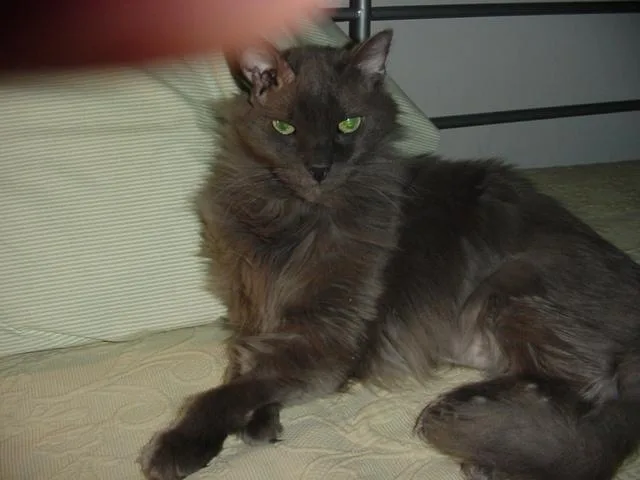 A senior medium-sized female Domestic Long Hair cat named Ashley for adoption in Flushing, NY