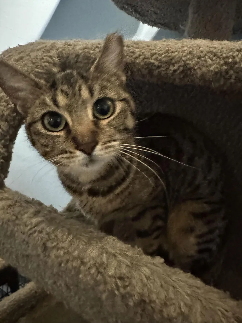 An adult medium-sized female Tabby cat named Hope Grayson for adoption in MONTGOMERY, TX