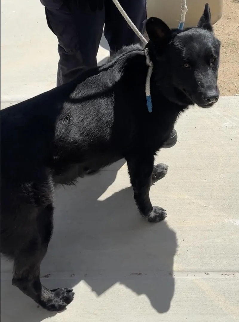 An adult large-sized male German Shepherd Dog dog named Sam for adoption in Agua Dulce, CA
