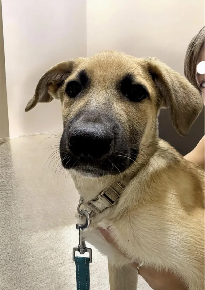 A baby large-sized male Tricolor (Brown, Black, & White) German Shepherd Dog dog named Comanche for adoption in Alvin, TX