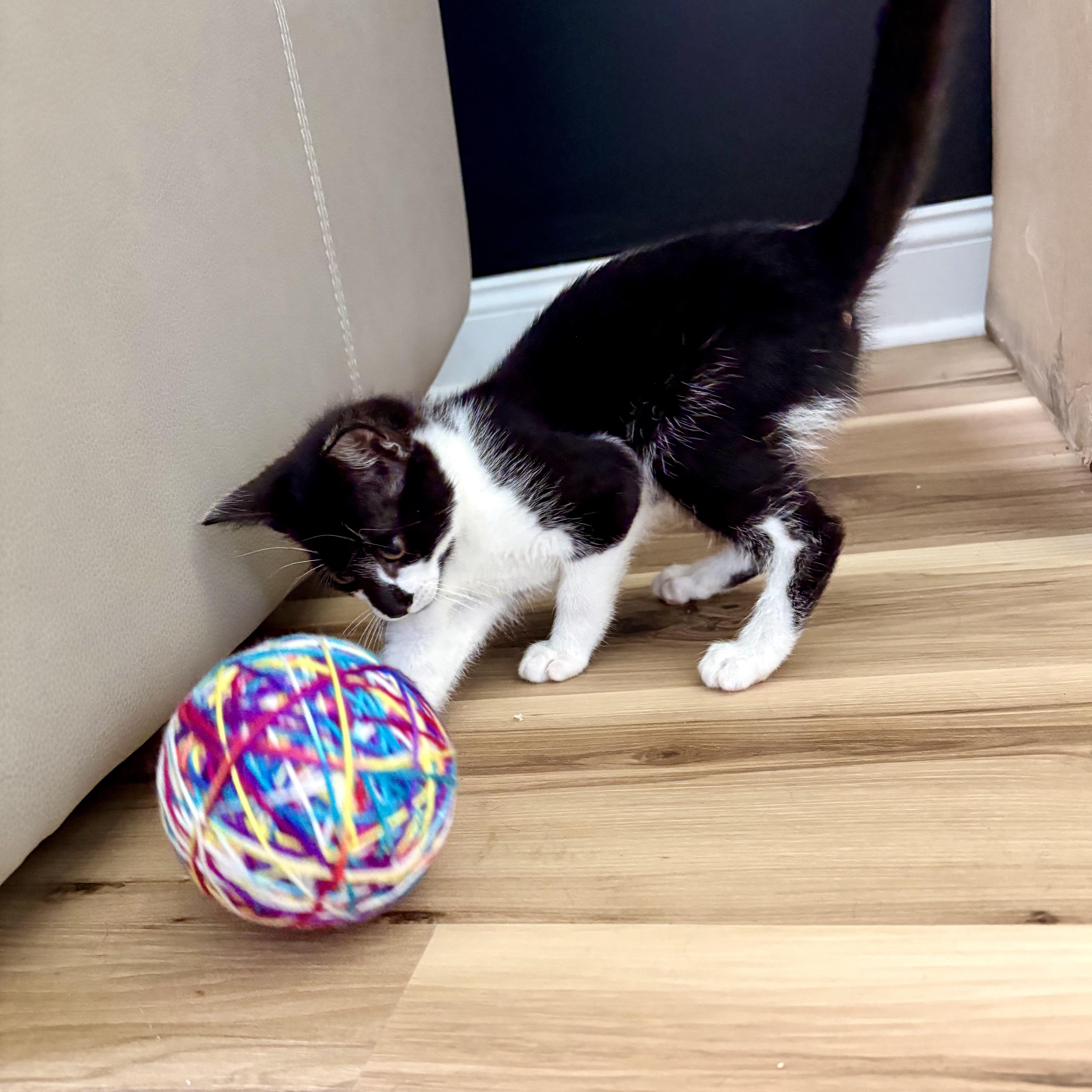 A baby small-sized male Black & White / Tuxedo Domestic Short Hair cat named Zazu for adoption in New Bern, NC