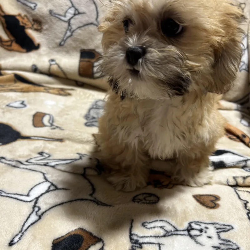 A baby small-sized female Lhasa Apso dog named Tanna . lbs for adoption in Antwerp, OH