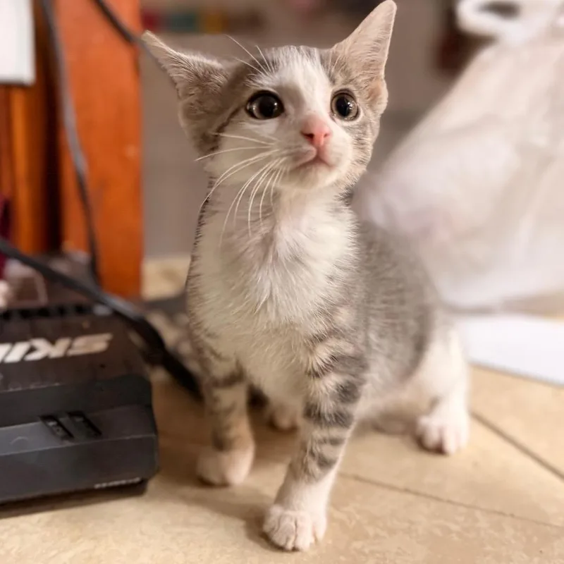 A baby small-sized female Gray / Blue / Silver Domestic Short Hair cat named Power for adoption in League City, TX