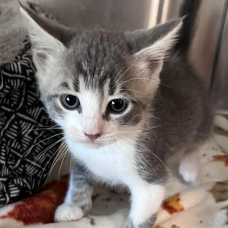 A baby small-sized male White Domestic Short Hair cat named Swiss Roll for adoption in Washburn, MO