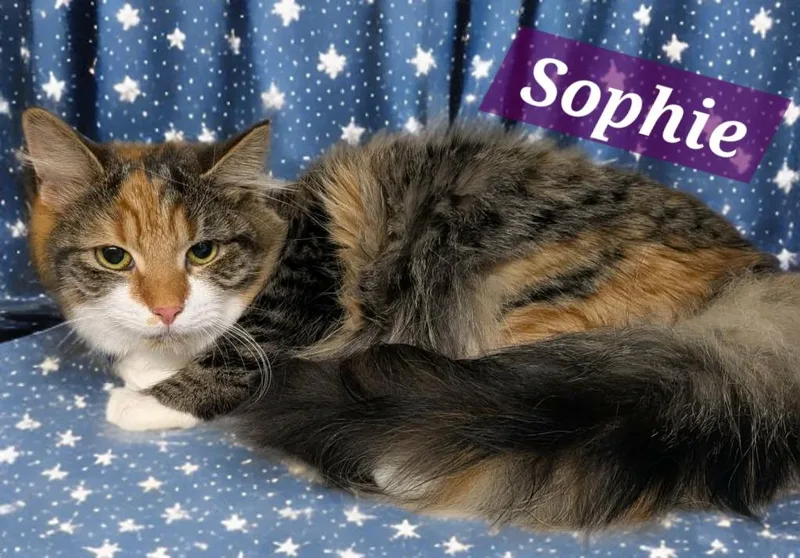 A young medium-sized female Domestic Medium Hair cat named Sophie for adoption in Jim Thorpe, PA