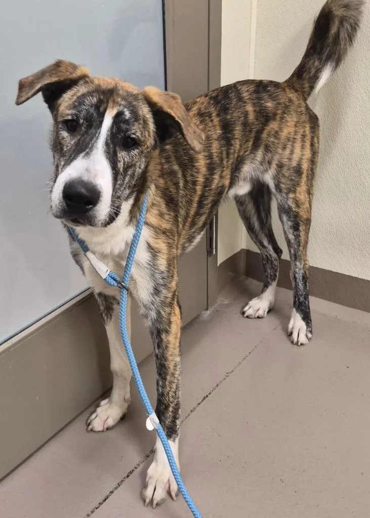A baby medium-sized male Staffordshire Bull Terrier dog named Tank for adoption in Christiansburg, VA