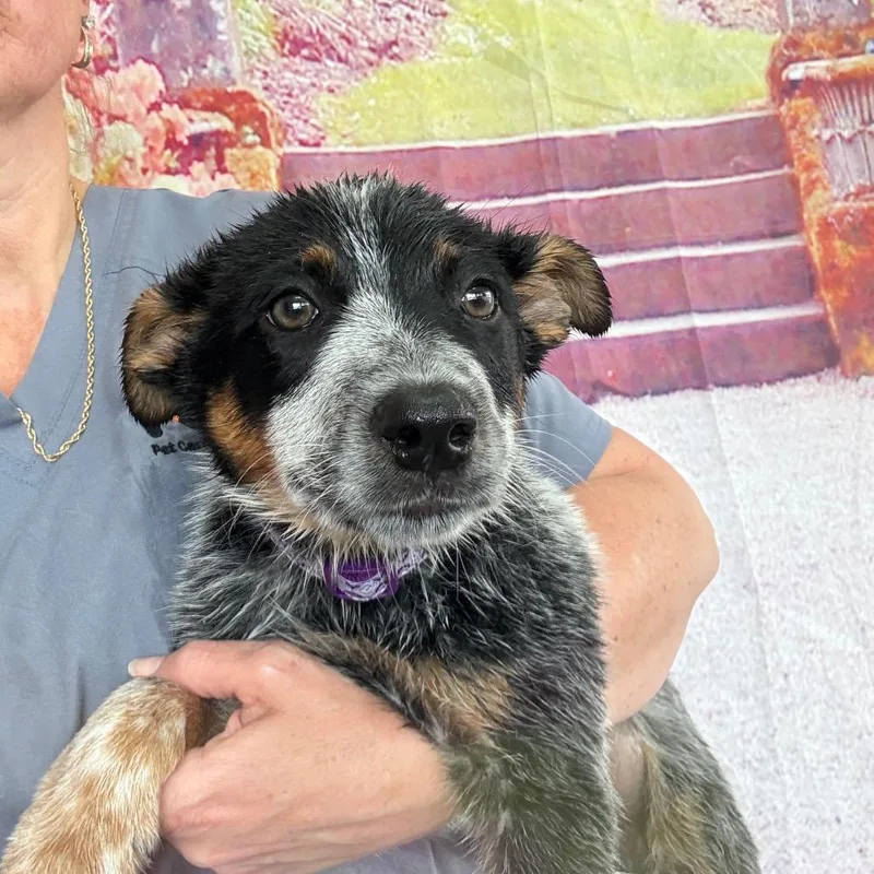 A baby medium-sized male White / Cream Australian Cattle Dog / Blue Heeler dog named Nike for adoption in Normal, IL