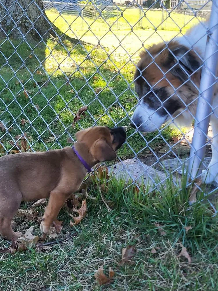 A baby medium-sized female Australian Cattle Dog / Blue Heeler dog named Autumn for adoption in Pottstown, PA