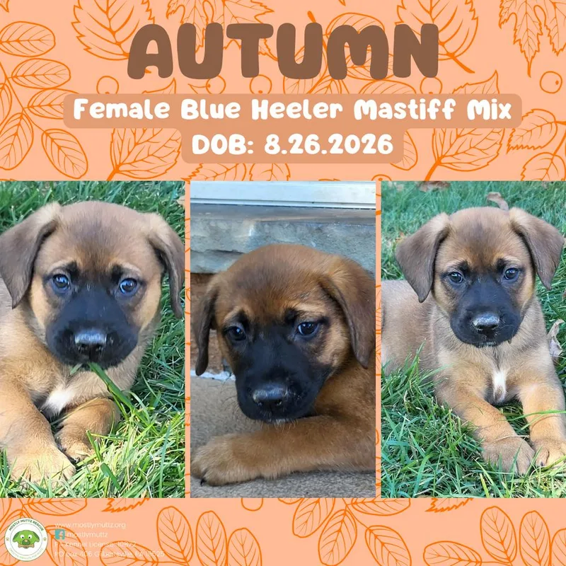 Autumn thumbnail 6