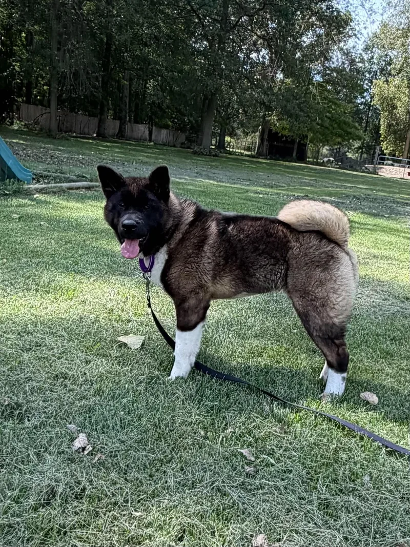 A young large-sized female Akita dog named Kira for adoption in Chicago, IL
