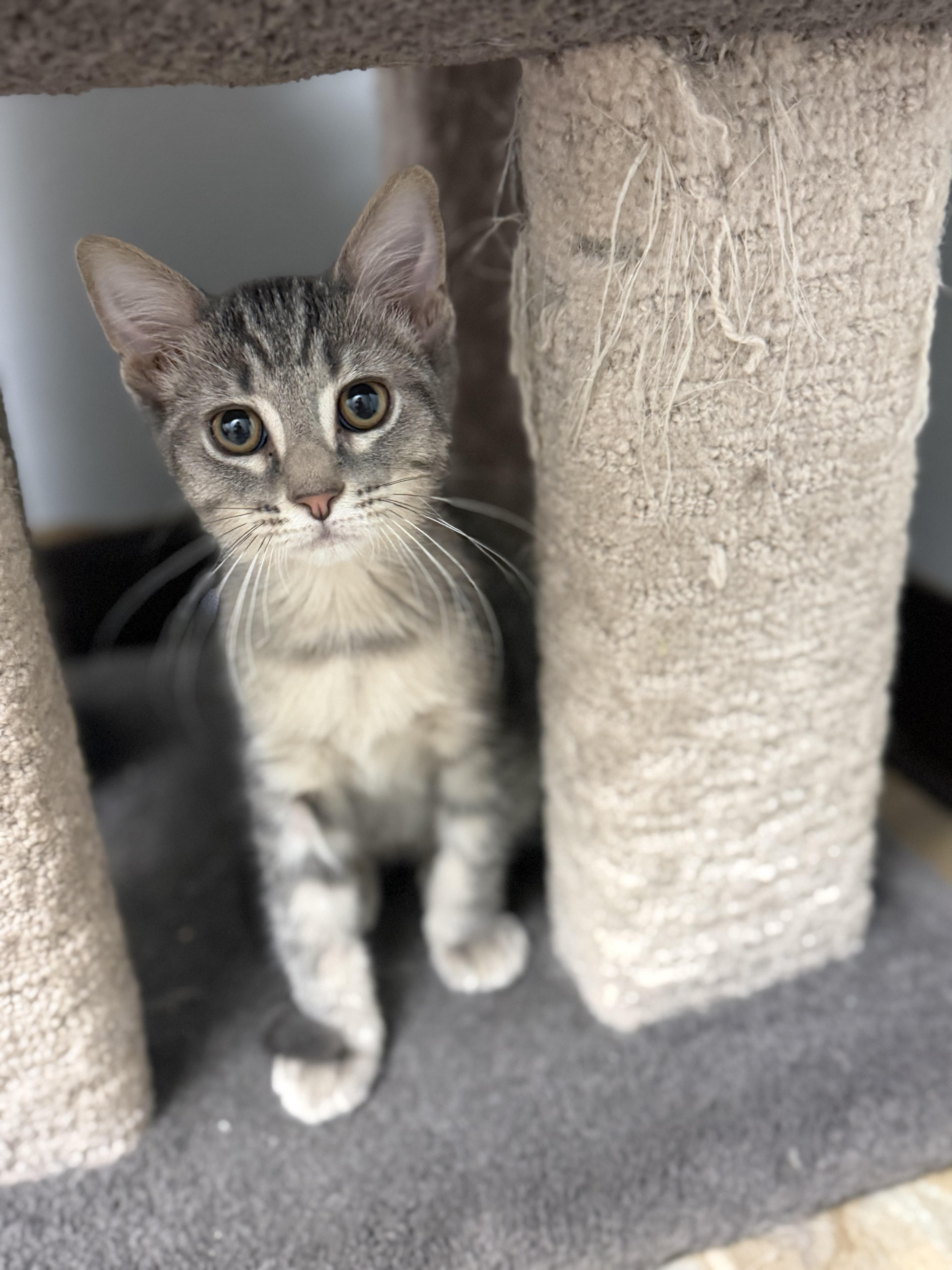 A baby medium-sized male Tabby (Gray / Blue / Silver) Domestic Short Hair cat named Sausage for adoption in Dodgeville, WI