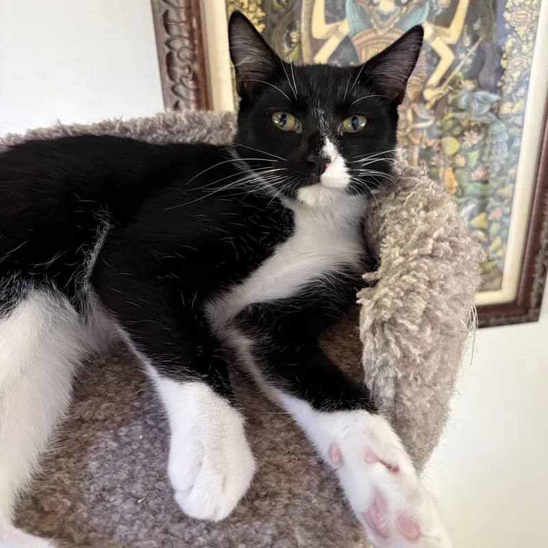 A baby small-sized male Black & White / Tuxedo Domestic Short Hair cat named Winston for adoption in Alexandria, VA