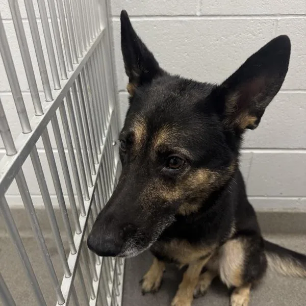 An adult large-sized female German Shepherd Dog dog named Maya for adoption in Des Moines, IA