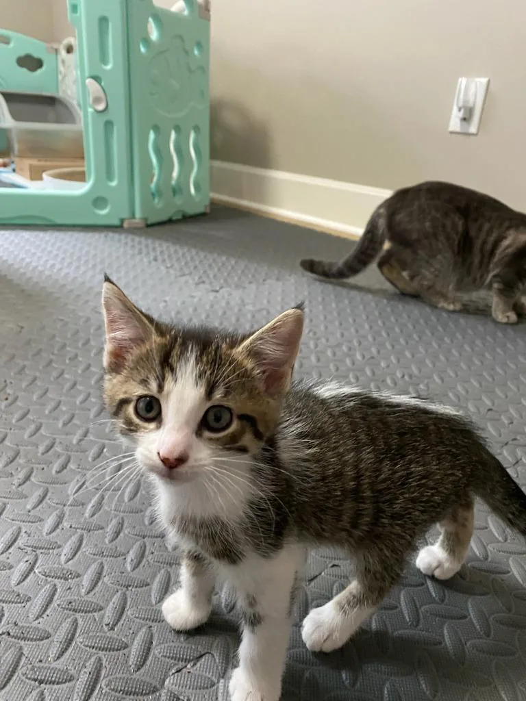 A baby medium-sized female Domestic Short Hair cat named Zoomies for adoption in Hamilton, OH