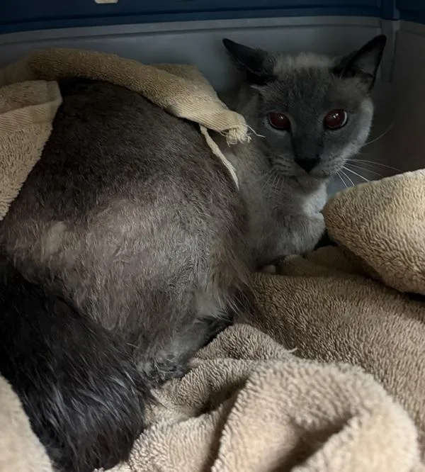 An adult small-sized female Domestic Short Hair cat named Marley for adoption in San Diego, CA