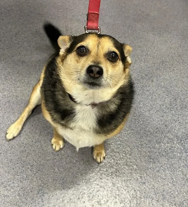 An adult medium-sized male Chihuahua dog named Harley  Companion To for adoption in Stratham, NH