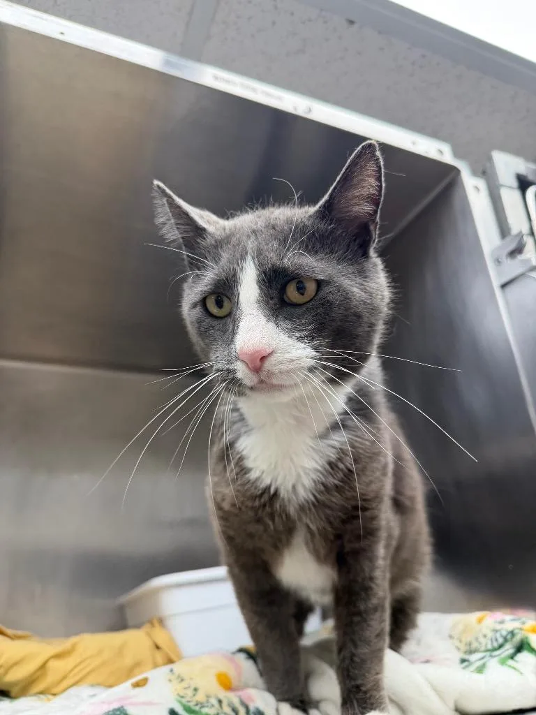 A young medium-sized male Domestic Short Hair cat named Gatsby for adoption in Pomona, NY