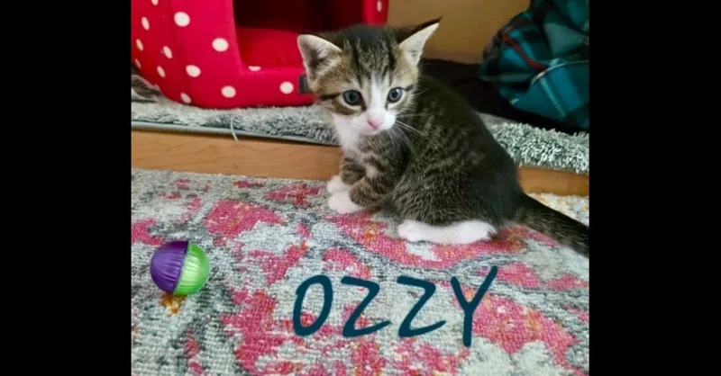 A baby small-sized male Brown / Chocolate Domestic Short Hair cat named Ozzy for adoption in Chalfont, PA