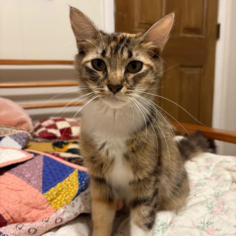 An adult small-sized female Brown / Chocolate Domestic Medium Hair cat named Beverly GirlCA for adoption in Tallahassee, FL