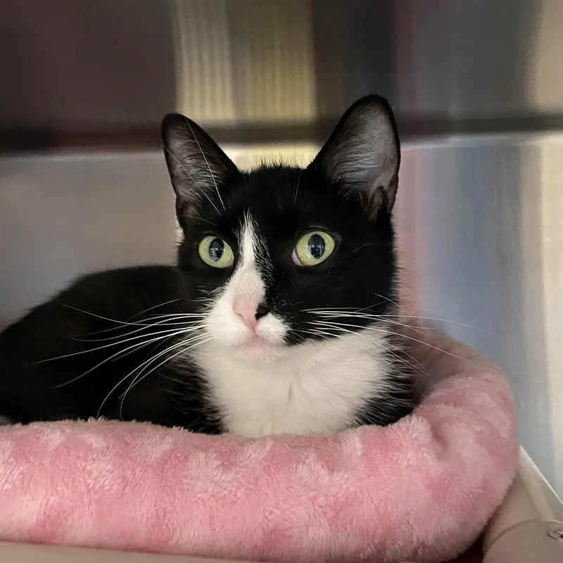 A young medium-sized female Black & White / Tuxedo American Shorthair cat named Blossom for adoption in North Kingstown, RI
