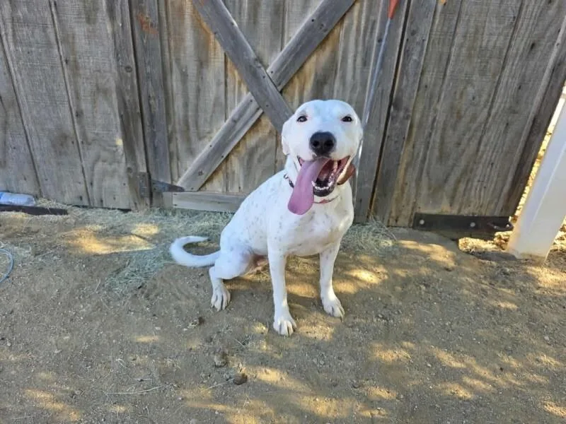 A young medium-sized female Dogo Argentino dog named Winnie for adoption in Windsor, CO