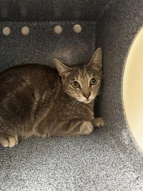 A young medium-sized female Domestic Short Hair cat named Smokey for adoption in Naples, FL