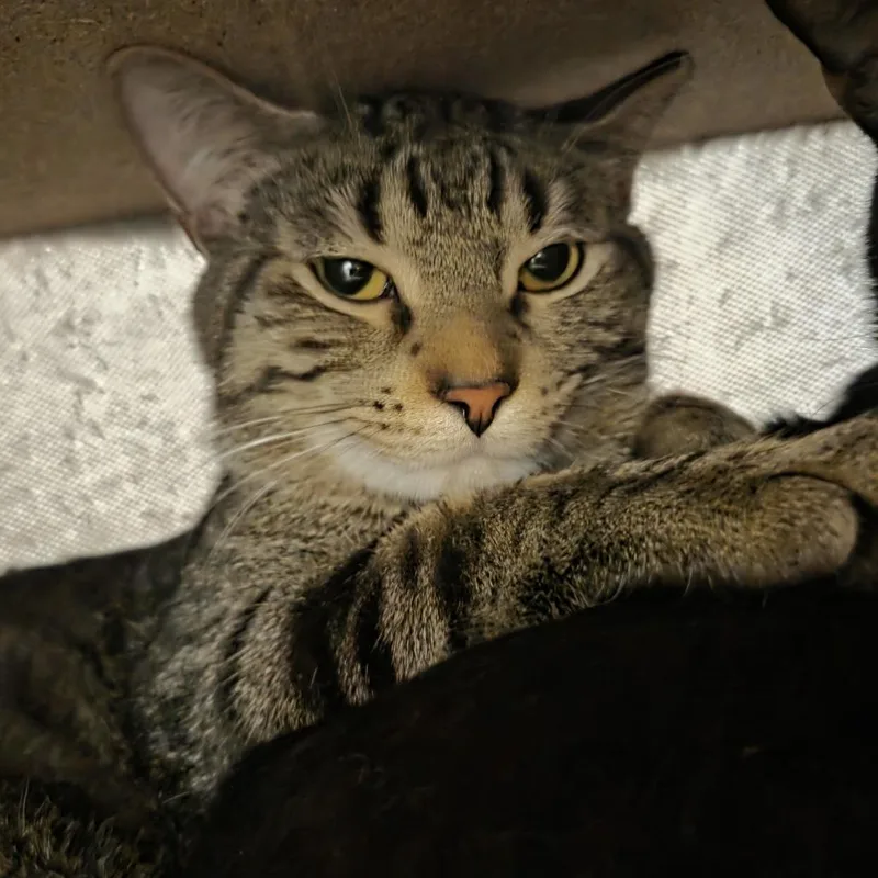 An adult medium-sized male Brown / Chocolate Domestic Short Hair cat named Rabbit for adoption in Hinsdale, IL