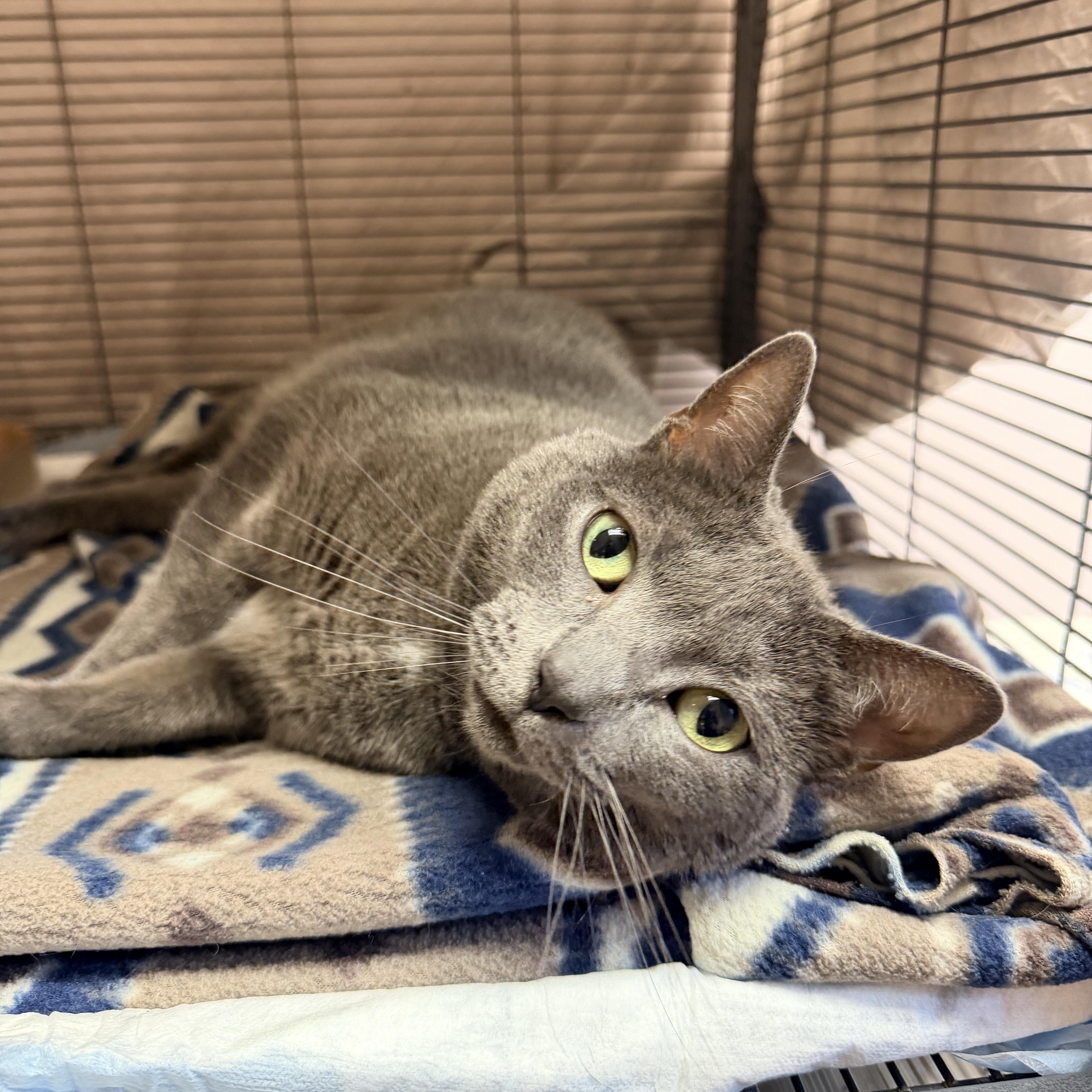 An adult medium-sized female Domestic Short Hair cat named Harley for adoption in Bellmawr, NJ