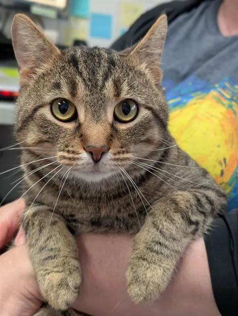 A young medium-sized male Domestic Short Hair cat named Snickers for adoption in Canfield, OH
