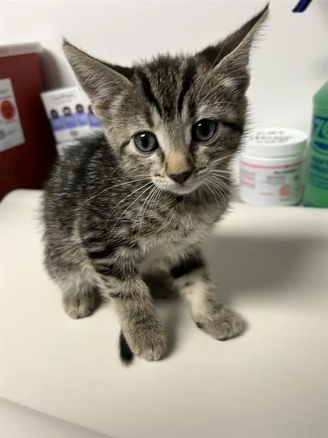 A baby small-sized female Tabby (Gray / Blue / Silver) Domestic Short Hair cat named Crystal A for adoption in San Andreas, CA
