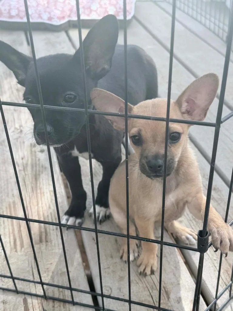 A baby small-sized male Chihuahua dog named Peanut for adoption in Bristol, WI