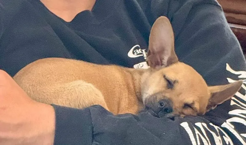 Peanut thumbnail 3