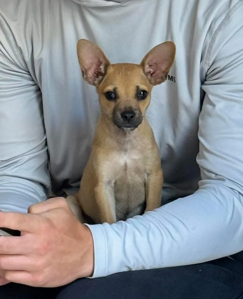 Peanut thumbnail 4
