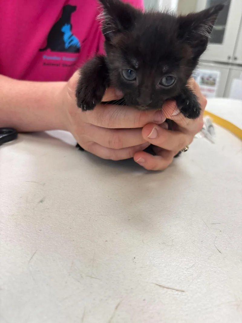 A young medium-sized female Black Domestic Short Hair cat named Unknown for adoption in Burgaw, NC