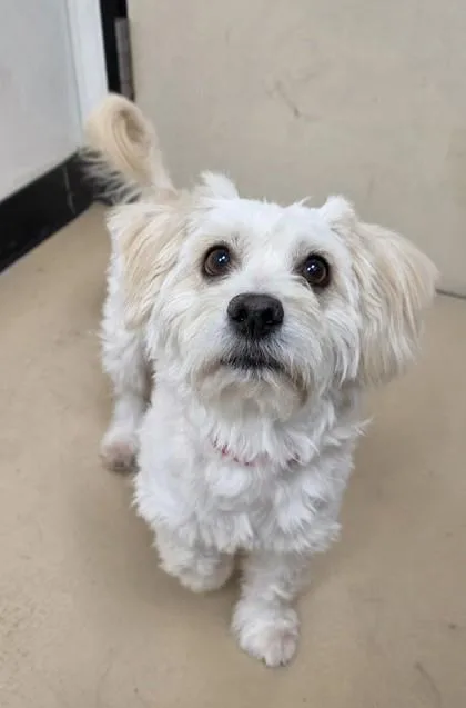 An adult small-sized male Maltese dog named Alvin for adoption in Phoenix, AZ