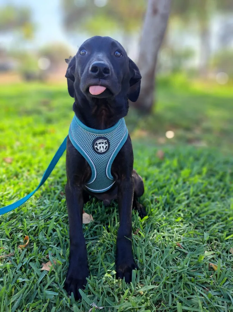 A baby medium-sized male Labrador Retriever dog named Tommy for adoption in Orange, CA