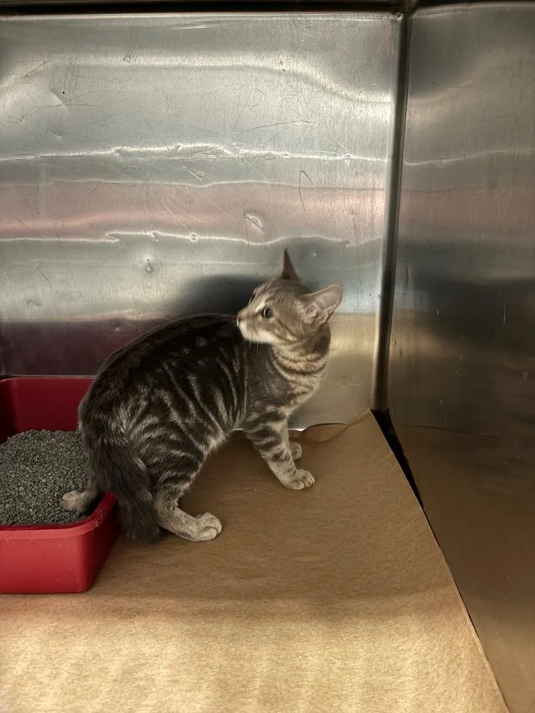 A baby medium-sized male Domestic Short Hair cat named Montezuma for adoption in Cartersville , GA