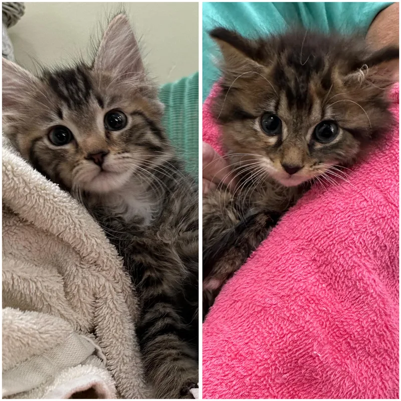 A baby medium-sized female Tabby (Brown / Chocolate) Domestic Long Hair cat named Troy & Kate for adoption in Lawrenceville, GA