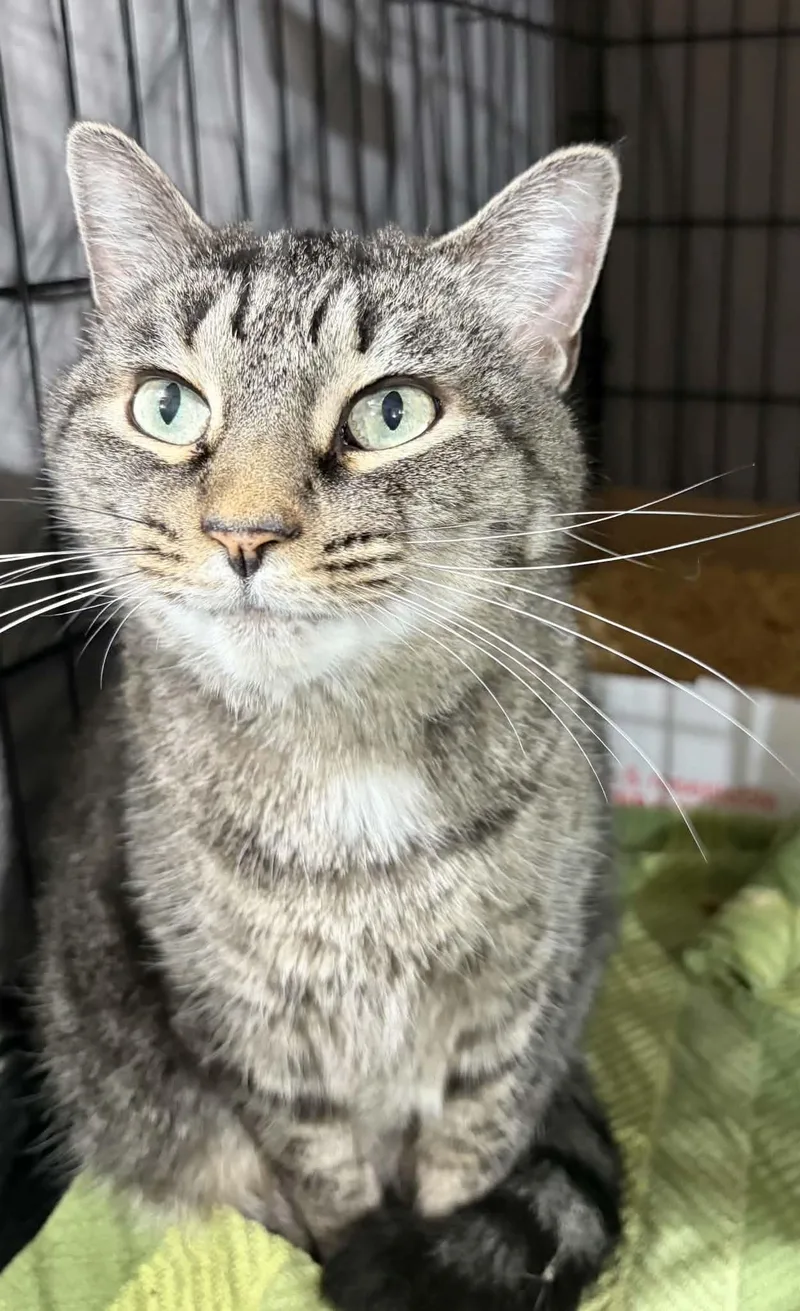 An adult medium-sized female Tabby (Gray / Blue / Silver) Domestic Short Hair cat named Kangaroo for adoption in Westfield, MA