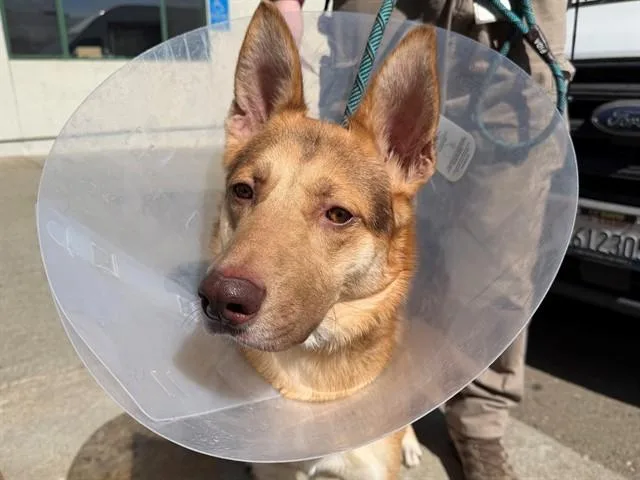 A young medium-sized male German Shepherd Dog dog named Austin for adoption in Santa Rosa, CA