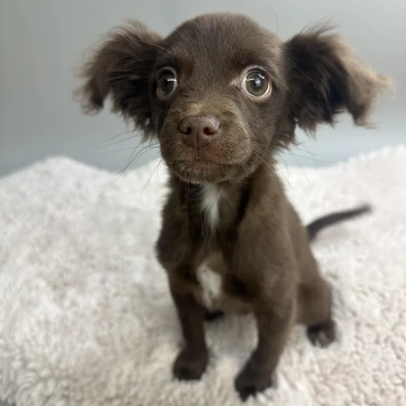 A baby small-sized male Brown / Chocolate Chihuahua dog named Chip for adoption in San Antonio, TX