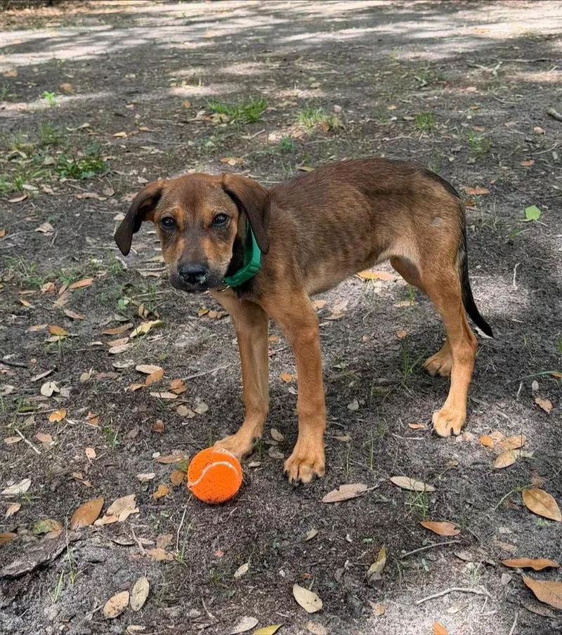 A baby small-sized female Brindle Catahoula Leopard Dog dog named Navi for adoption in Lakeland, FL