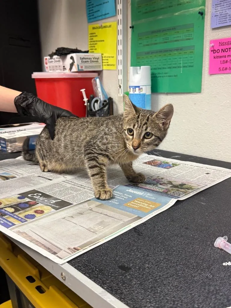 A baby medium-sized female Domestic Short Hair cat named Kena for adoption in Sorrento, LA