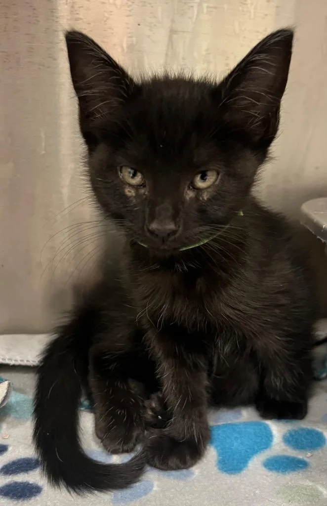 A baby medium-sized female Domestic Short Hair cat named Monster High Clawdeen for adoption in Greeneville, TN