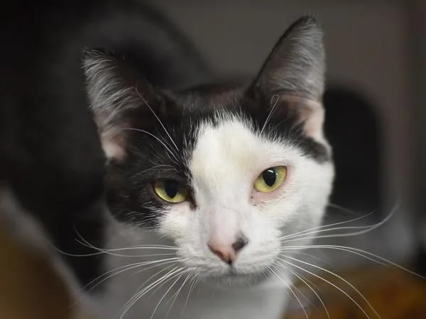 A young medium-sized female Domestic Short Hair cat named Jazzy for adoption in Portland, OR