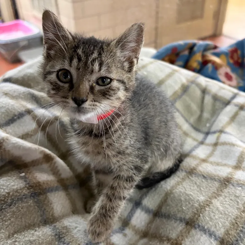 A baby small-sized male Gray / Blue / Silver Domestic Short Hair cat named Bandit for adoption in West Point, MS