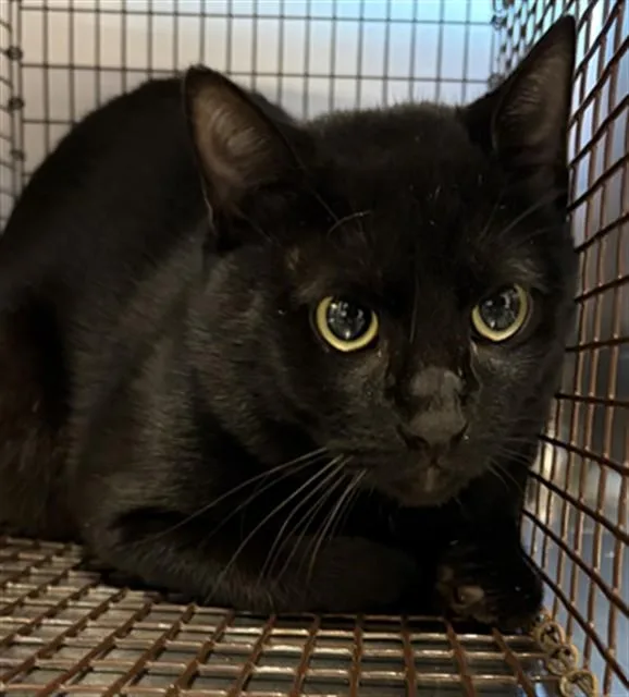 A young medium-sized male Domestic Short Hair cat named Kit Kat for adoption in Houston, TX
