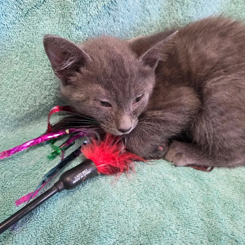 A baby small-sized male Gray / Blue / Silver Domestic Short Hair cat named Smokey for adoption in Lake Panasoffkee, FL
