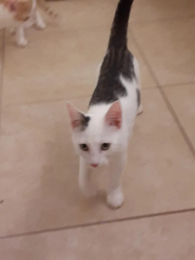 Leo